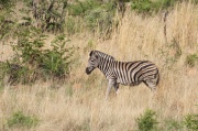 plain_zebra (2)
